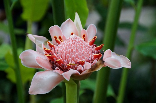 Ginger flower